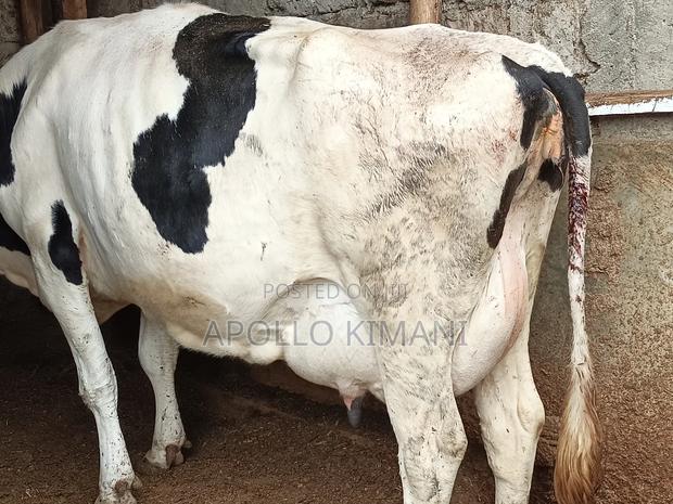 Dairy Cows on Sale - thumbnail 2