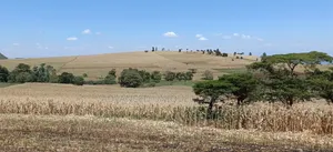 550 Acres of Land for Sale – Subukia, Nakuru