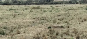 60 Acres Land for Sale – Mogotio, Baringo