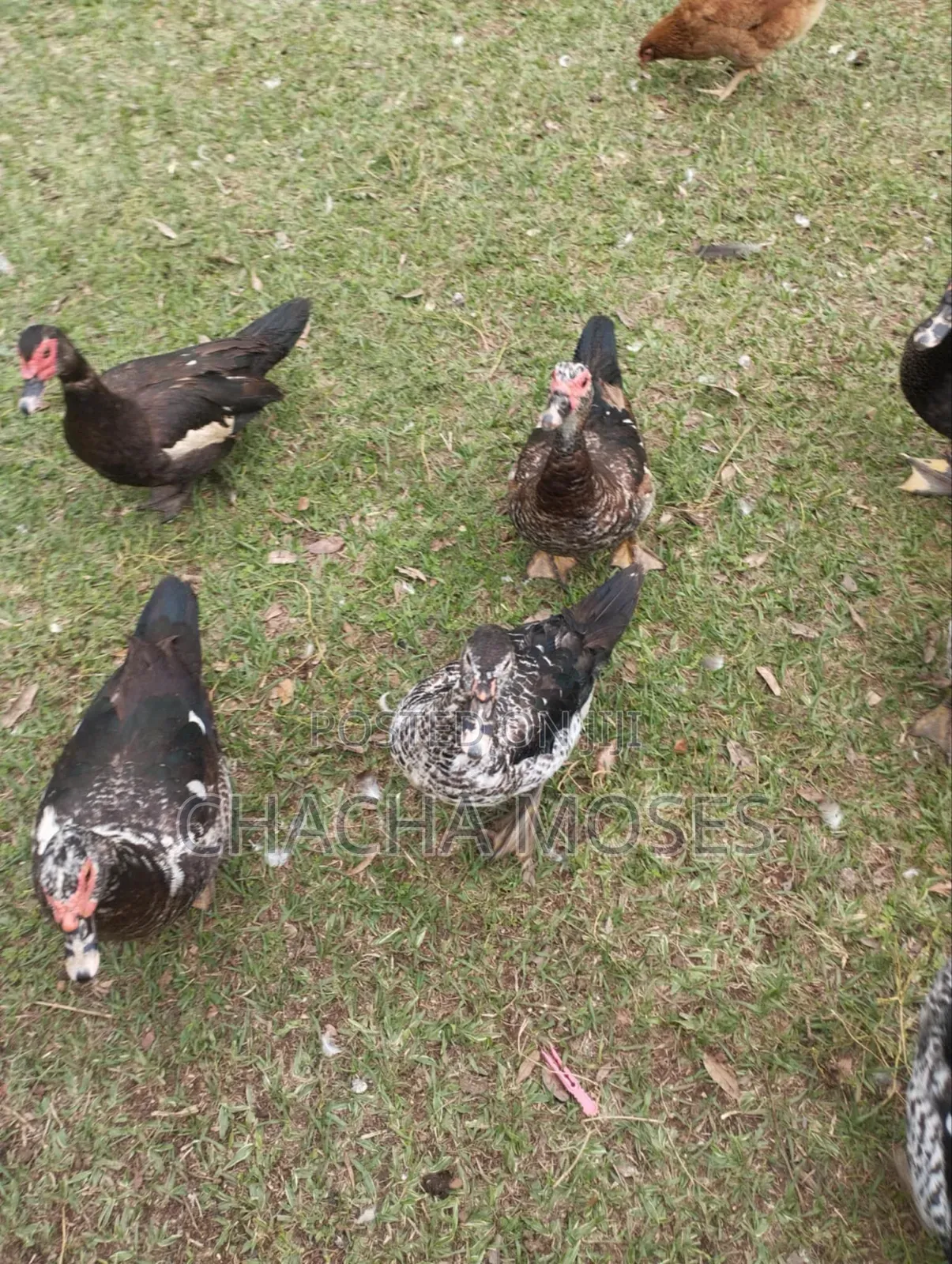 Muscovy Ducks