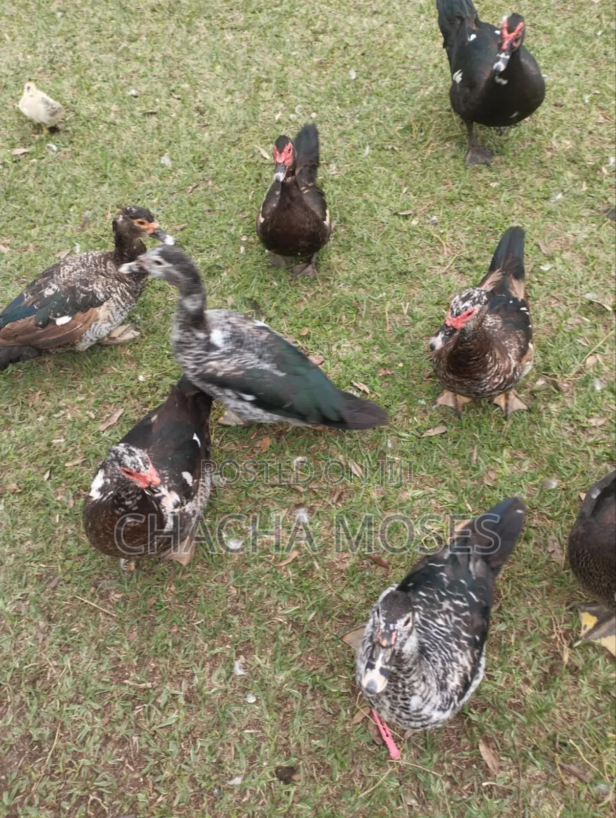 Muscovy Ducks