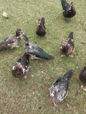 Muscovy Ducks