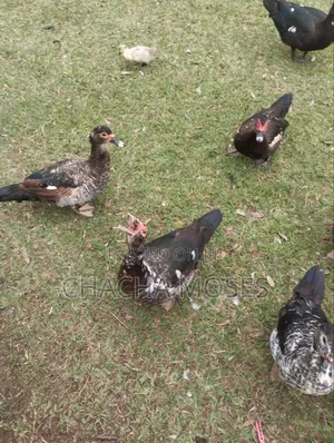 Muscovy Ducks