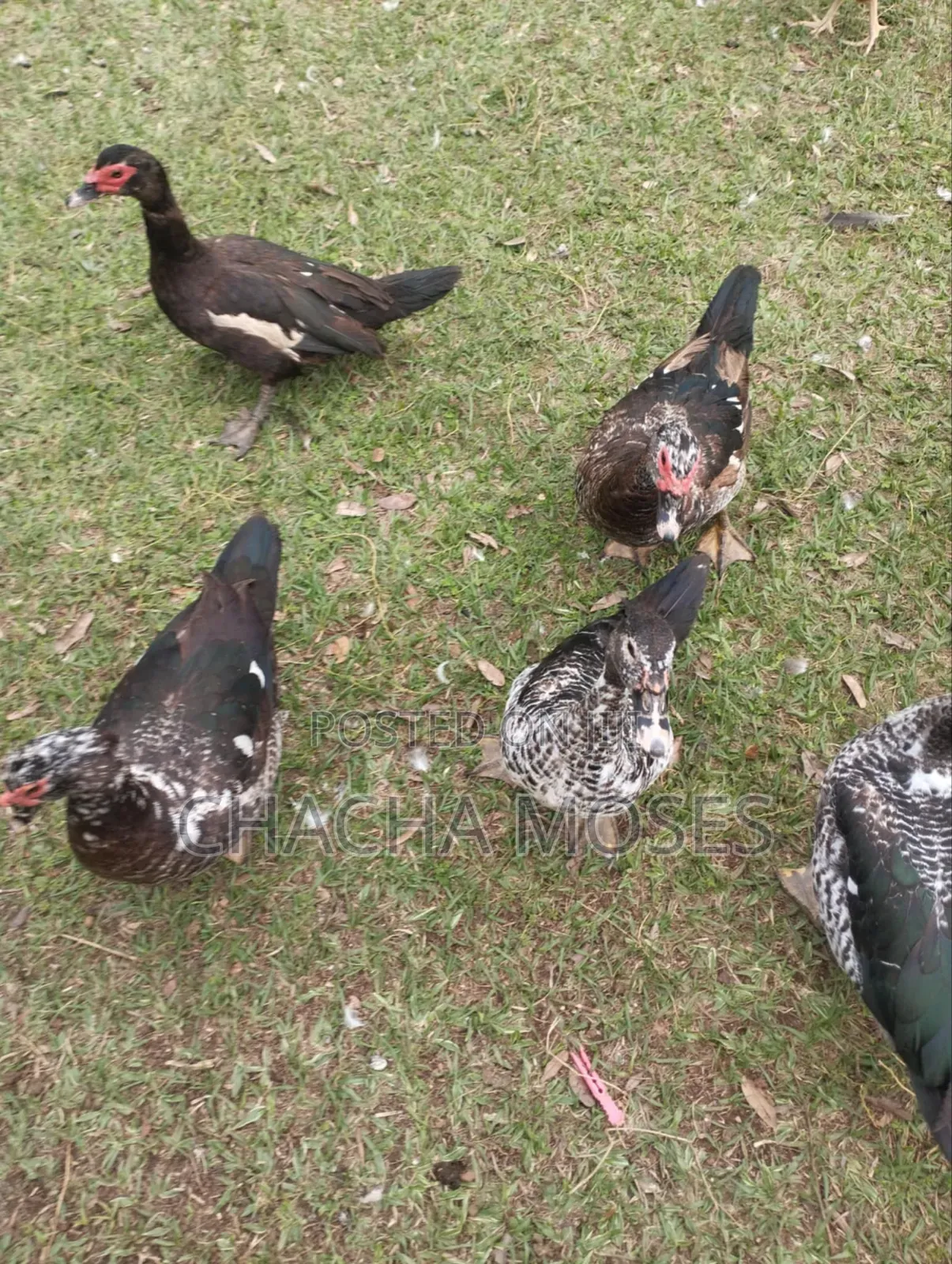 Muscovy Ducks