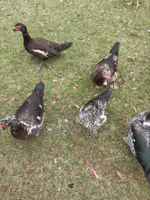 Muscovy Ducks