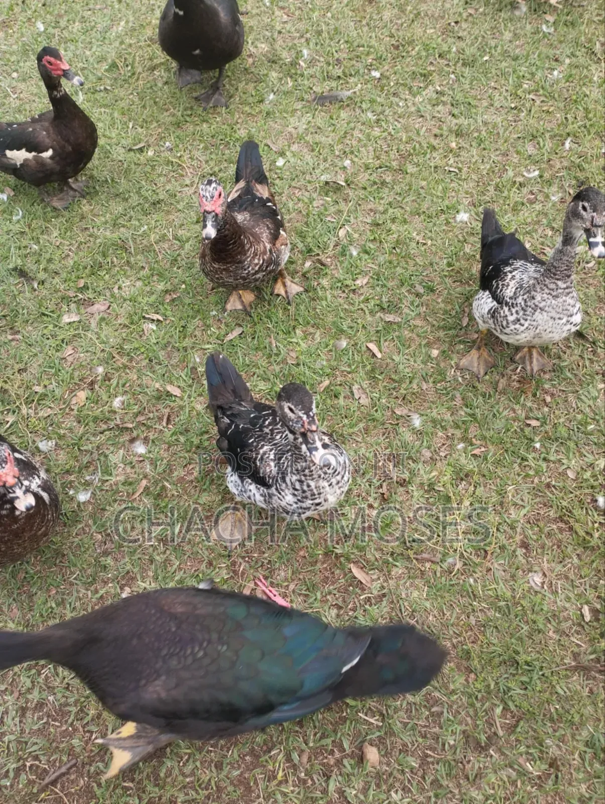 Muscovy Ducks