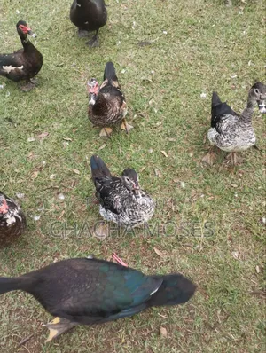 Muscovy Ducks
