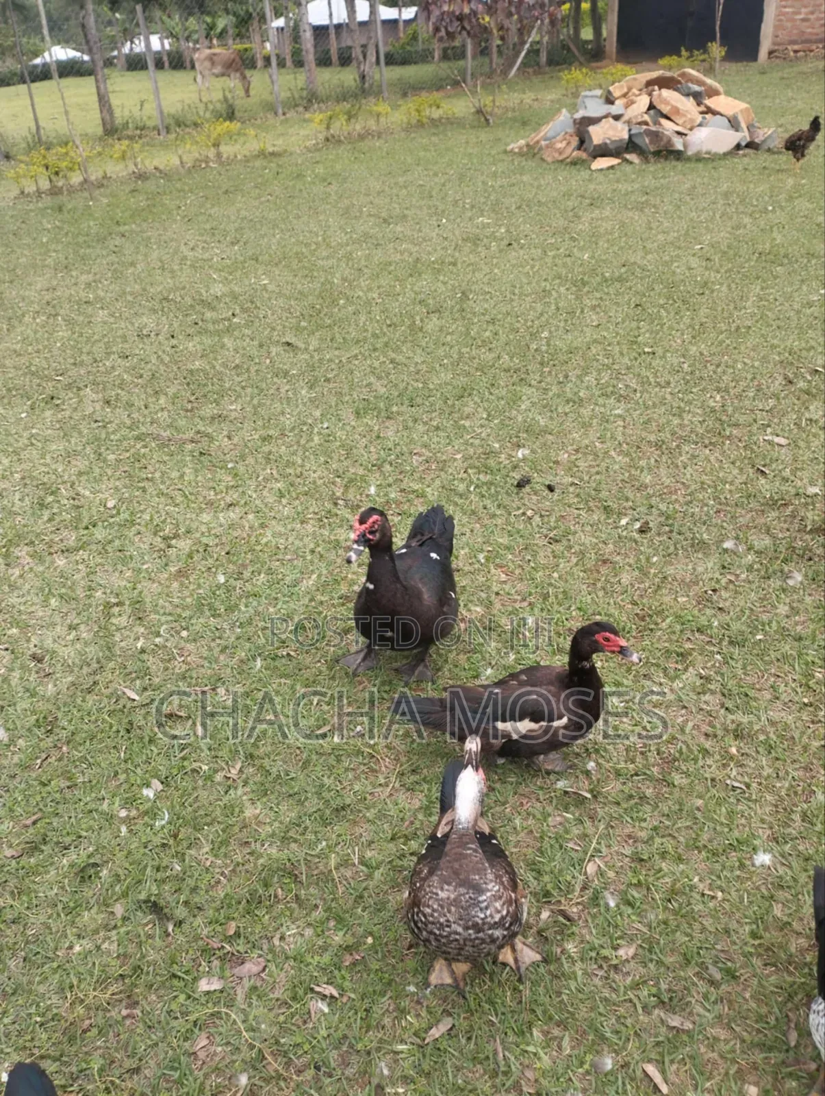Muscovy Ducks