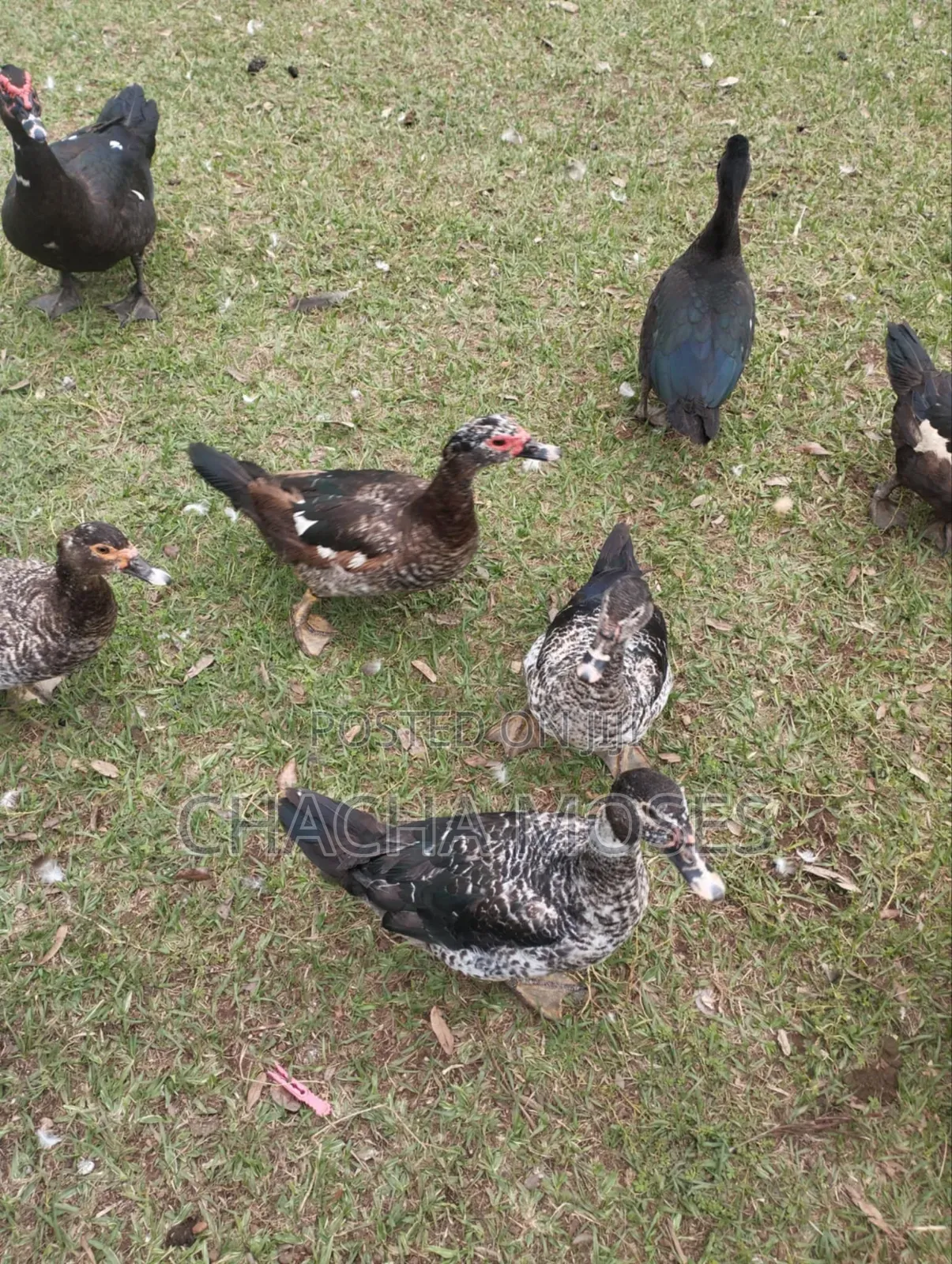 Muscovy Ducks