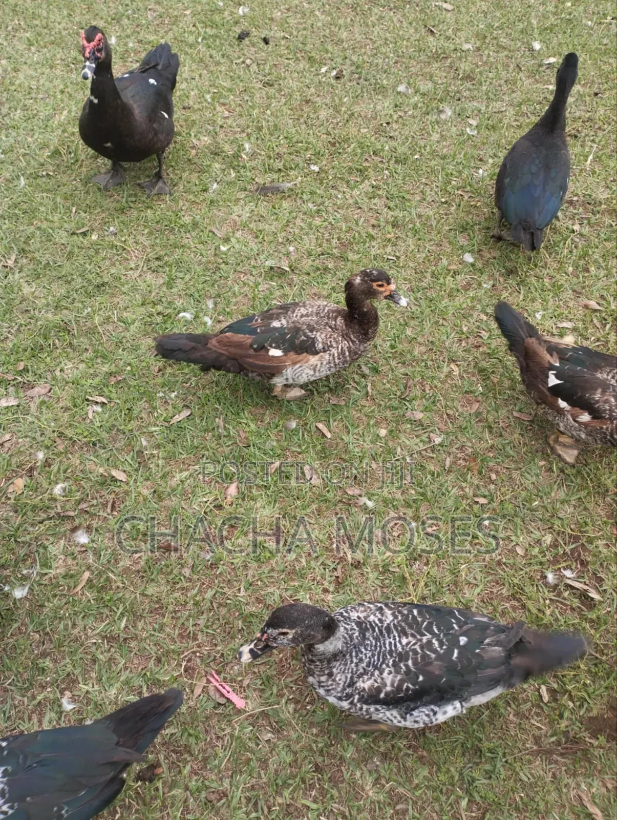Muscovy Ducks