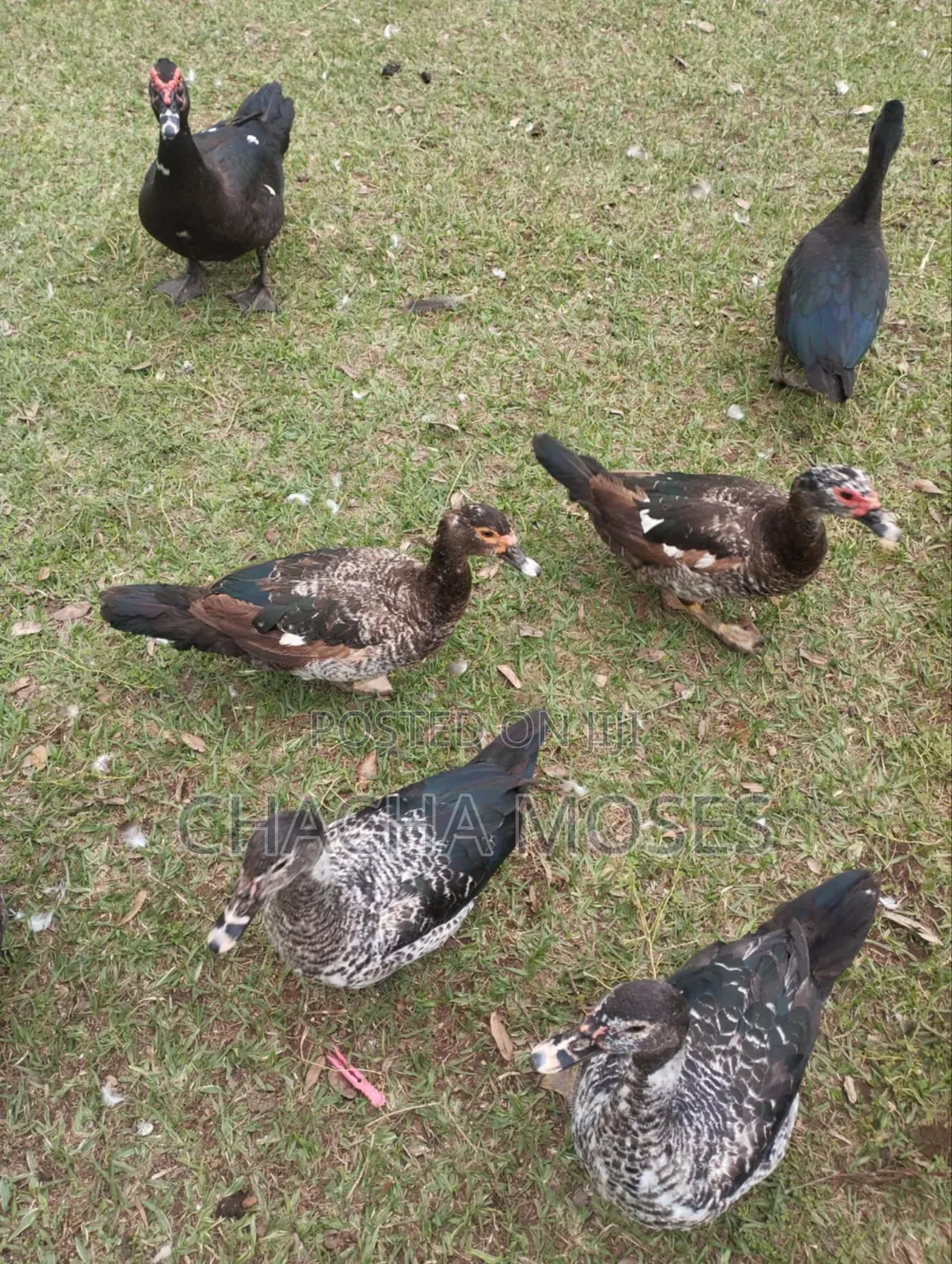 Muscovy Ducks