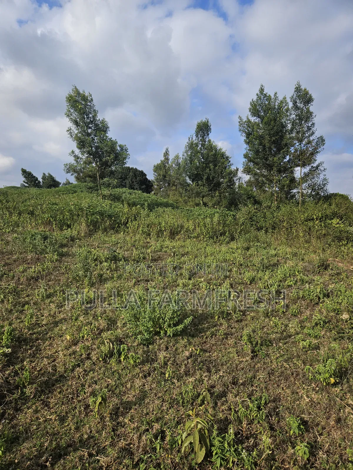 Prime 13acres Kikuyu Ondori Title Ready