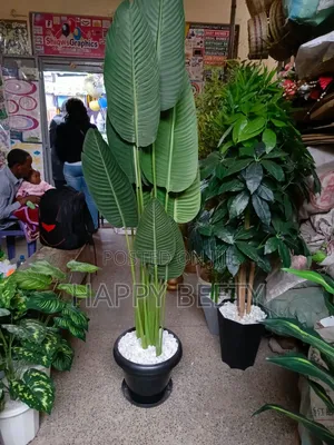 1.8m Artificial Banana Plant
