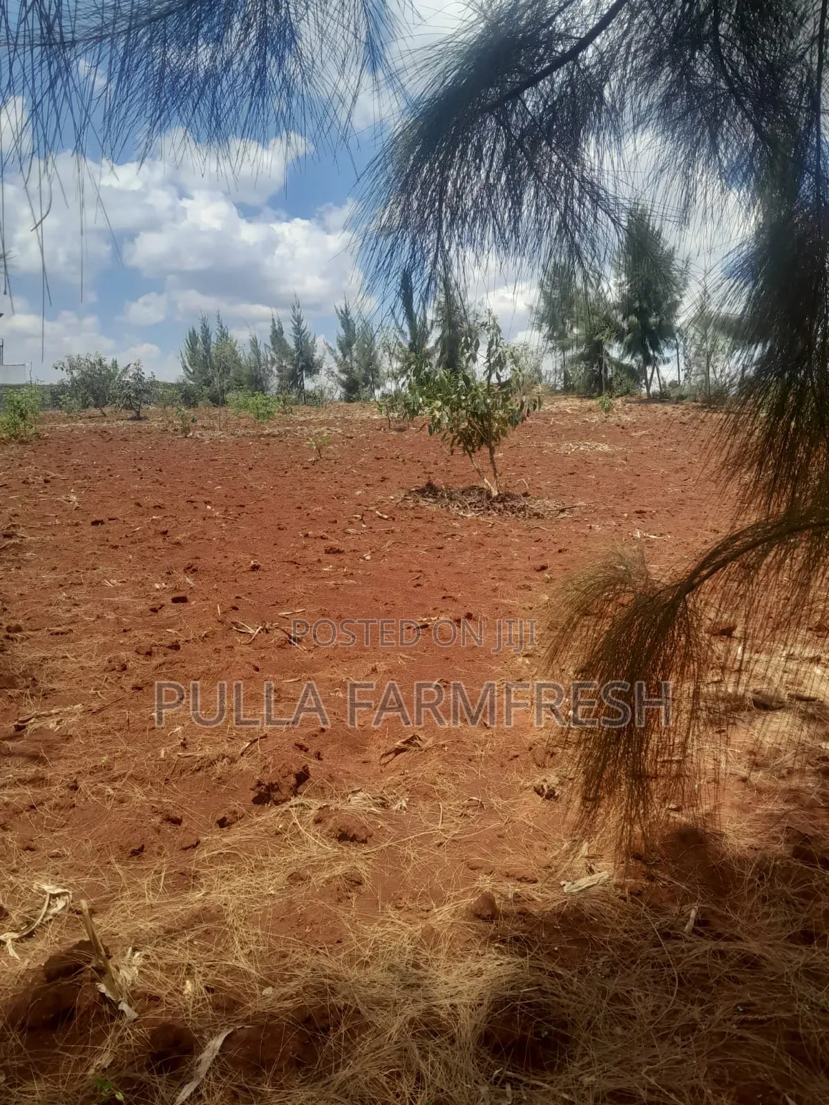 Prime 50by100 Plot in Ruiru Mugutha With Ready Title