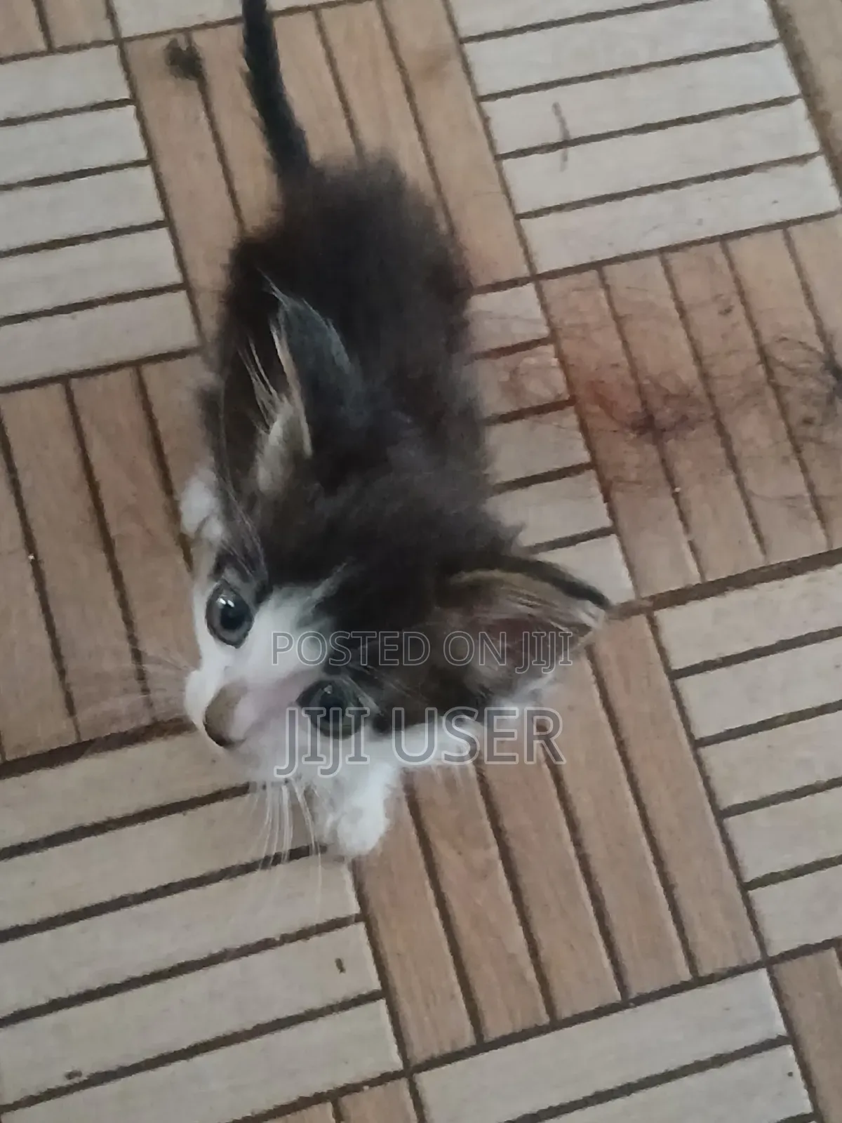 1-3 months Female Mixed Breed Mongrel (No Breed)