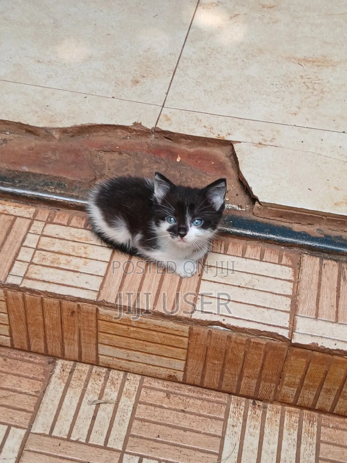 1-3 months Female Mixed Breed Mongrel (No Breed)