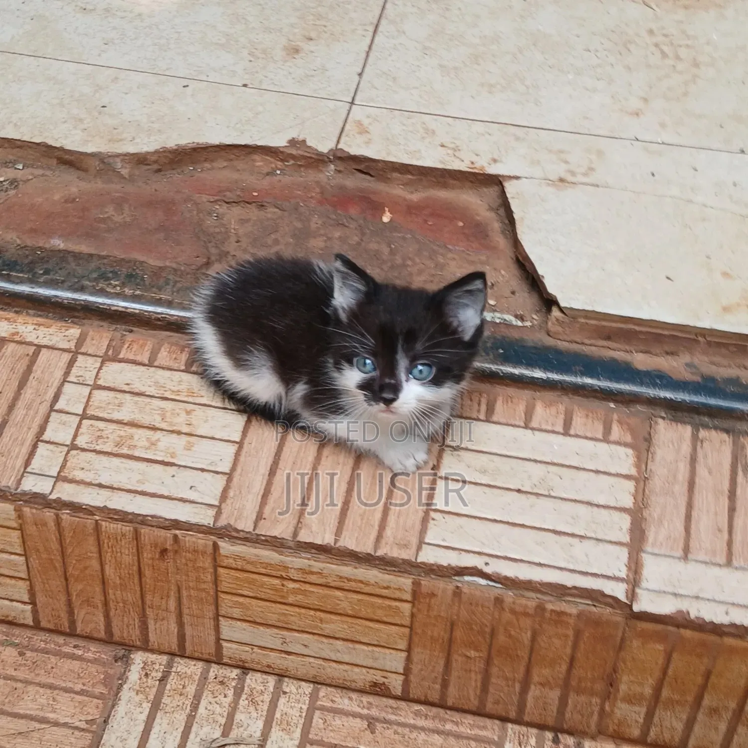 1-3 months Female Mixed Breed Mongrel (No Breed)