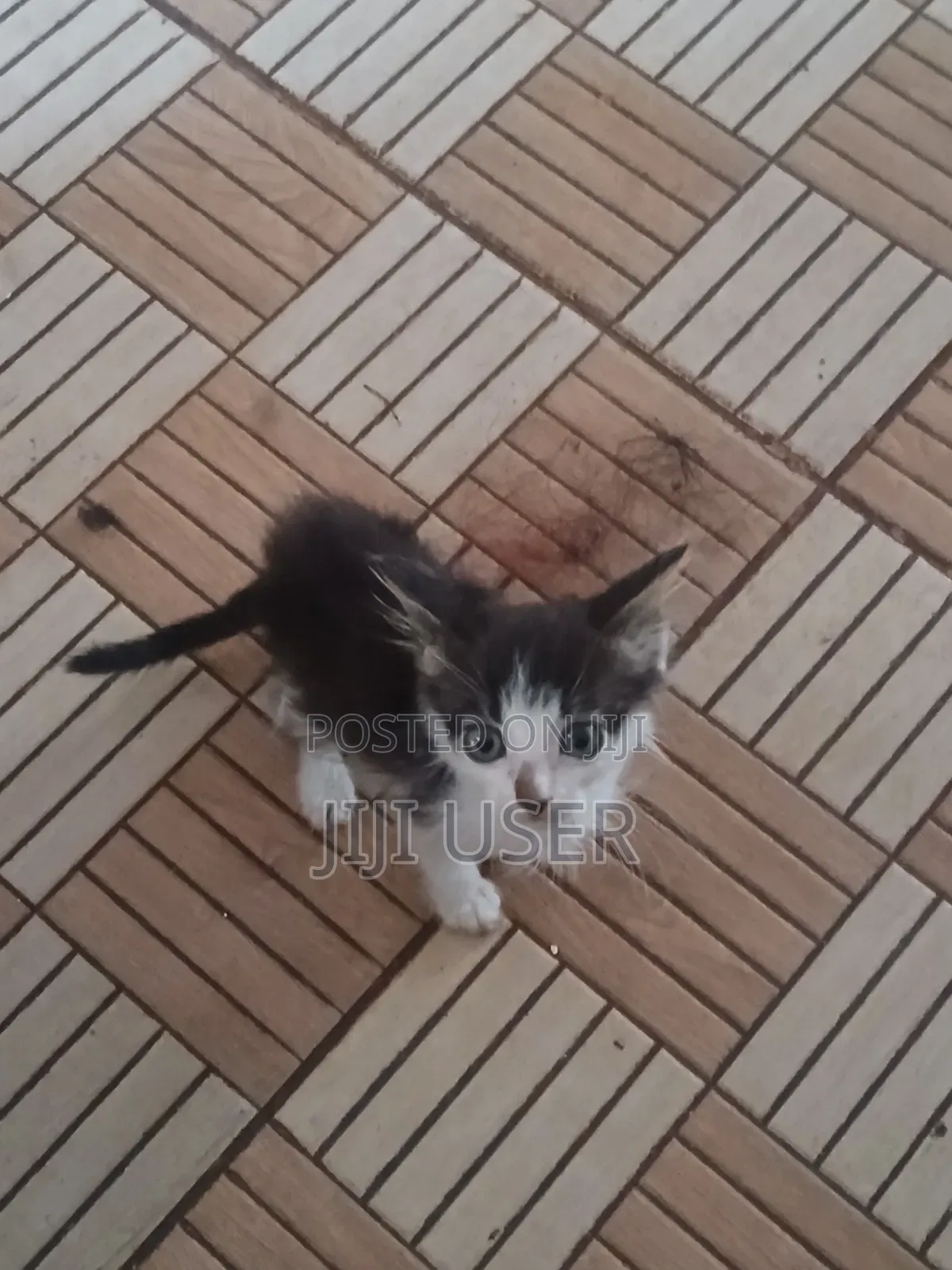 1-3 months Female Mixed Breed Mongrel (No Breed)