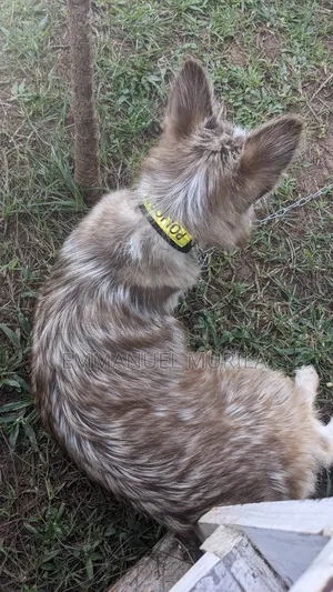6-12 months Female Mixed Breed Siberian Husky