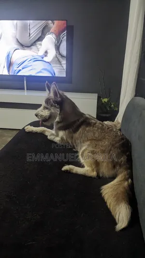 6-12 months Female Mixed Breed Siberian Husky