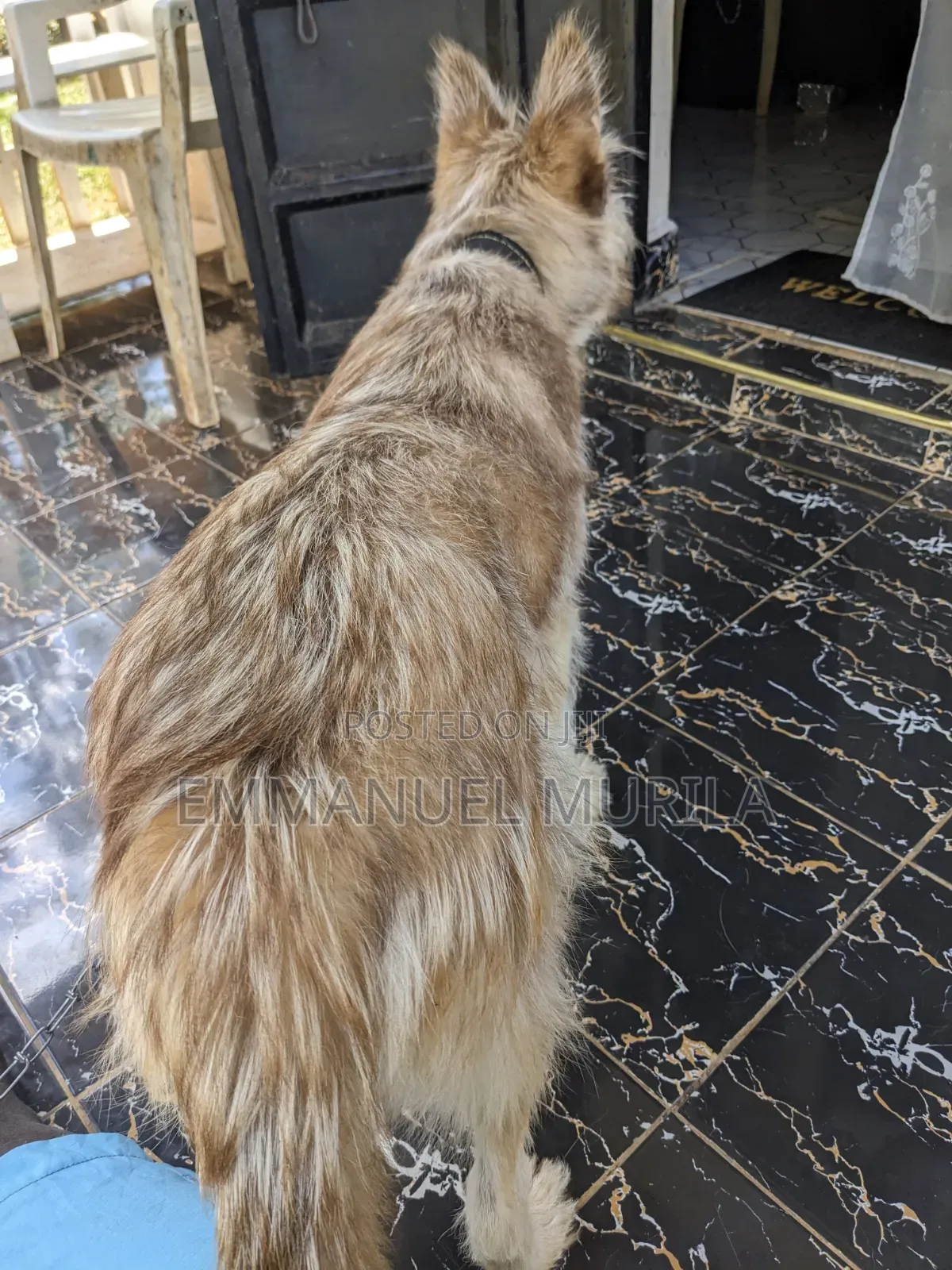 6-12 months Female Mixed Breed Siberian Husky