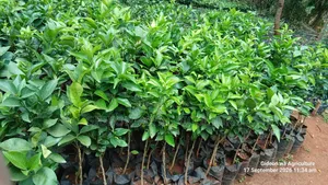 Quality Grafted Pixie Orange