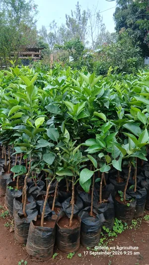 Quality Grafted Pixie Orange