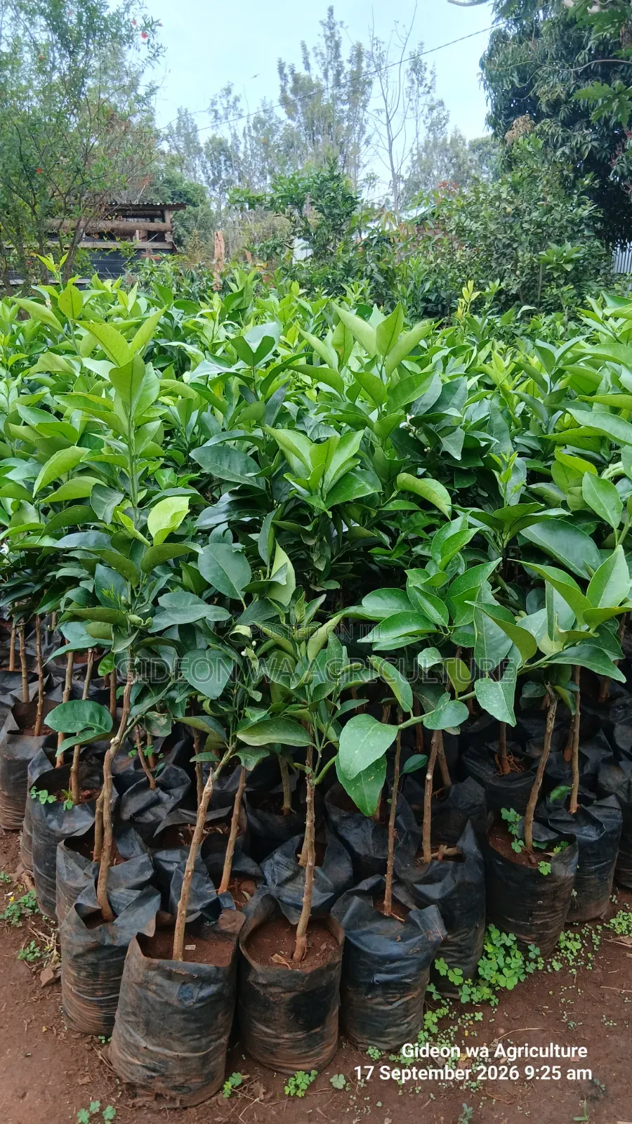 Quality Grafted Pixie Orange