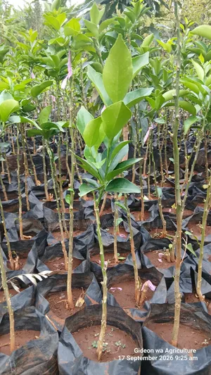 Quality Grafted Pixie Orange