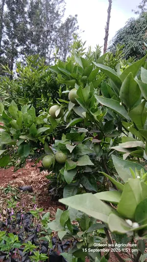 Quality Grafted Pixie Orange