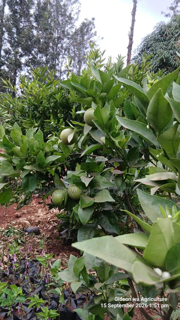 Quality Grafted Pixie Orange - thumbnail 4