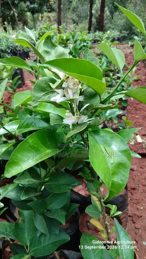 Quality Grafted Pixie Orange