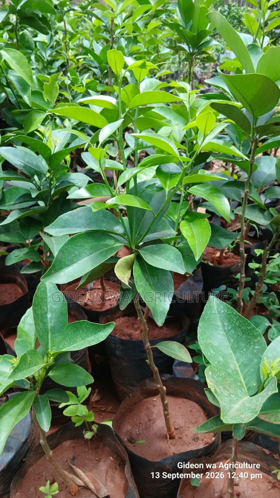 Quality Grafted Pixie Orange