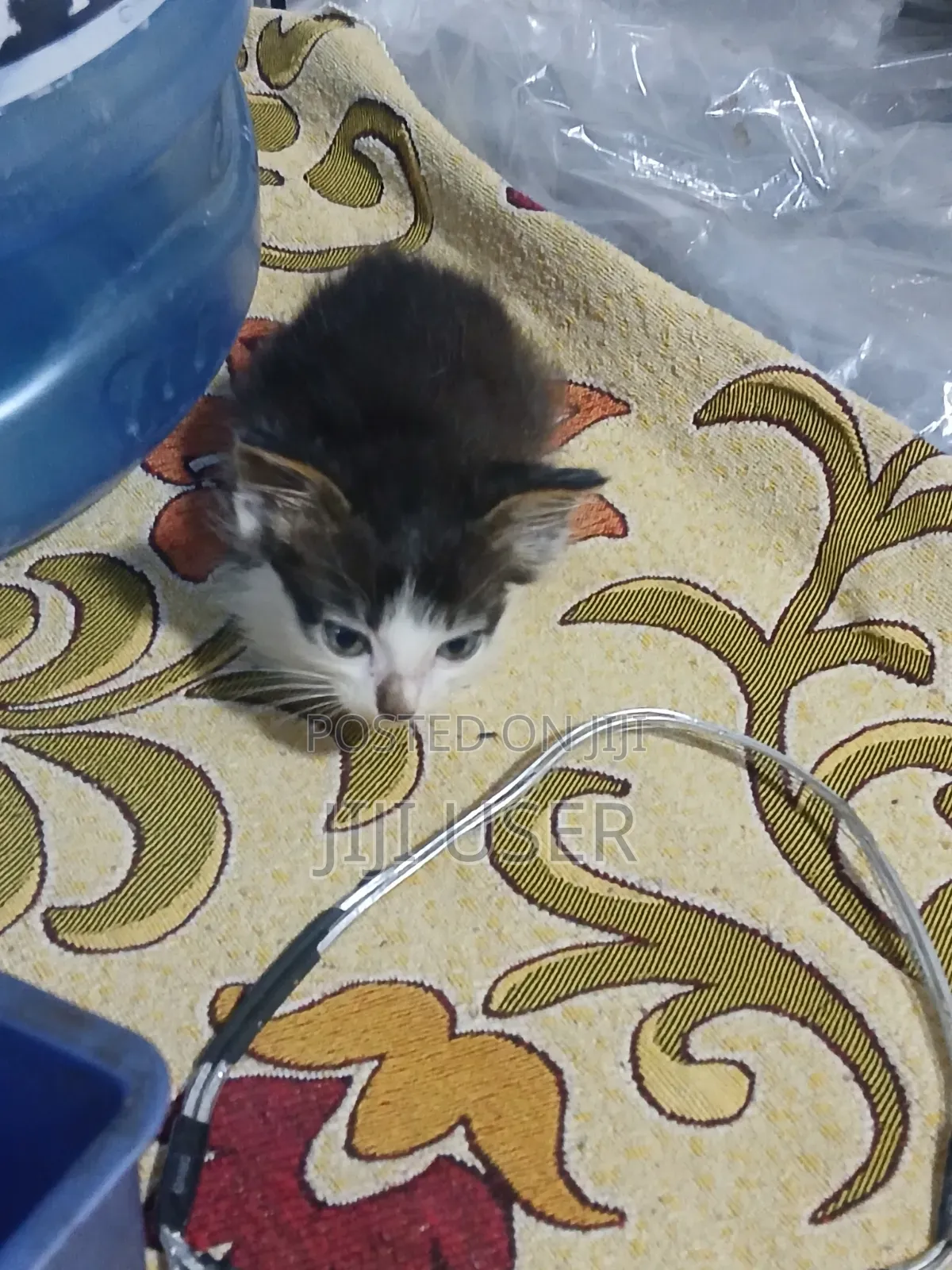 1-3 months Female Mixed Breed Mongrel (No Breed)