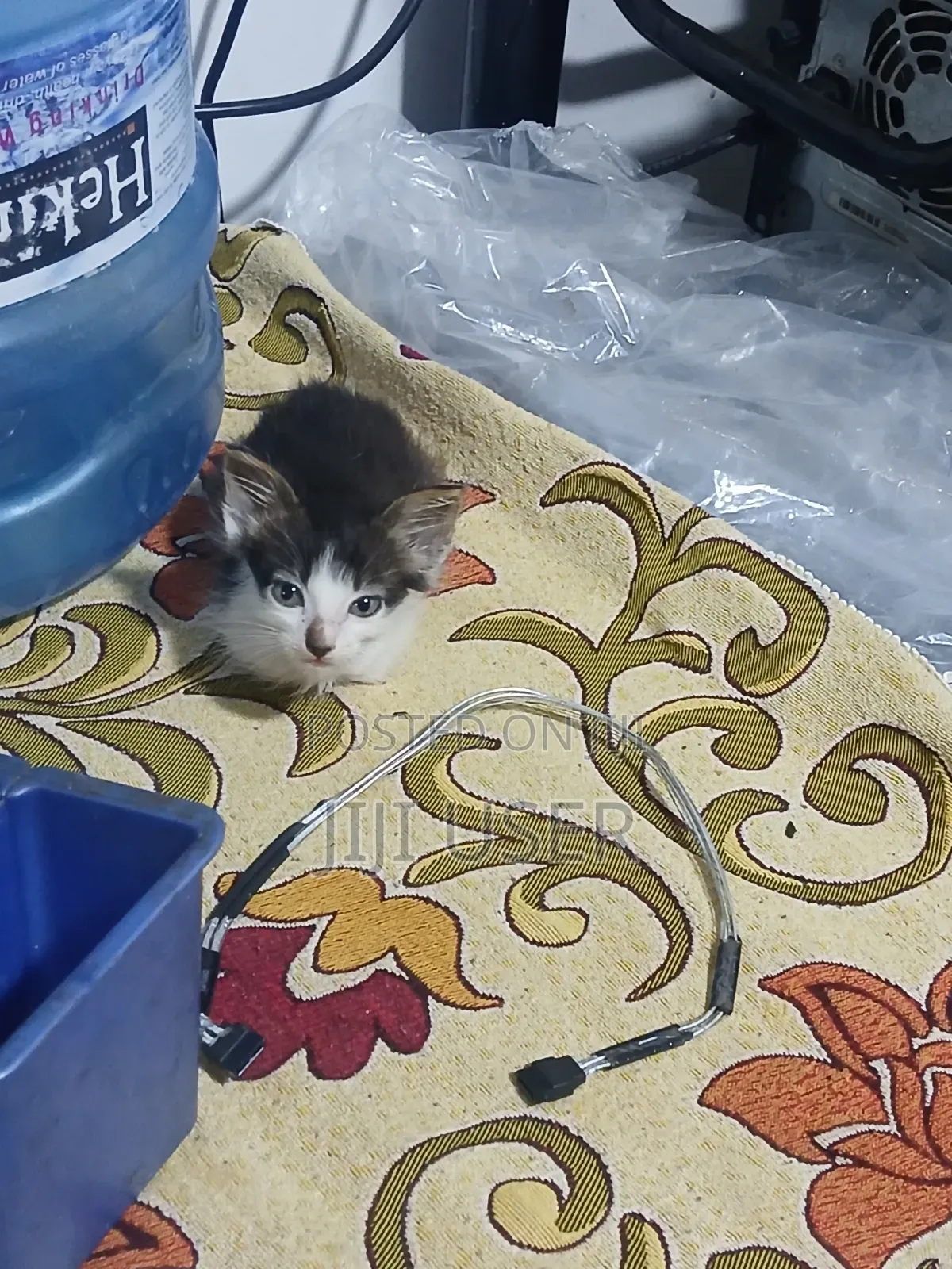 1-3 months Female Mixed Breed Mongrel (No Breed)