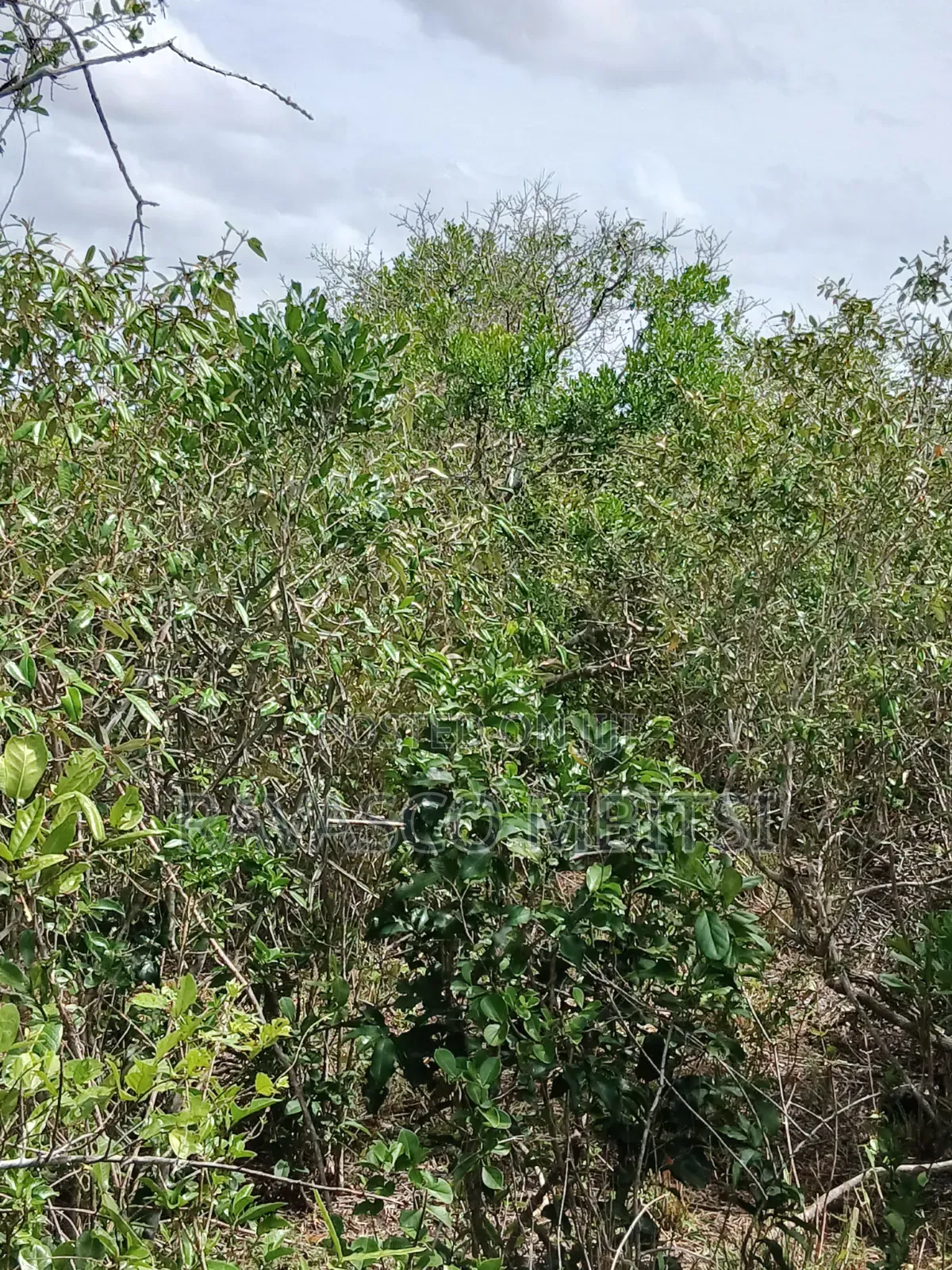 90 Acres Forsale in Malindi Fundisa