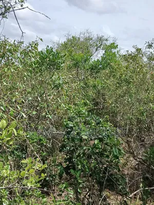 90 Acres Forsale in Malindi Fundisa