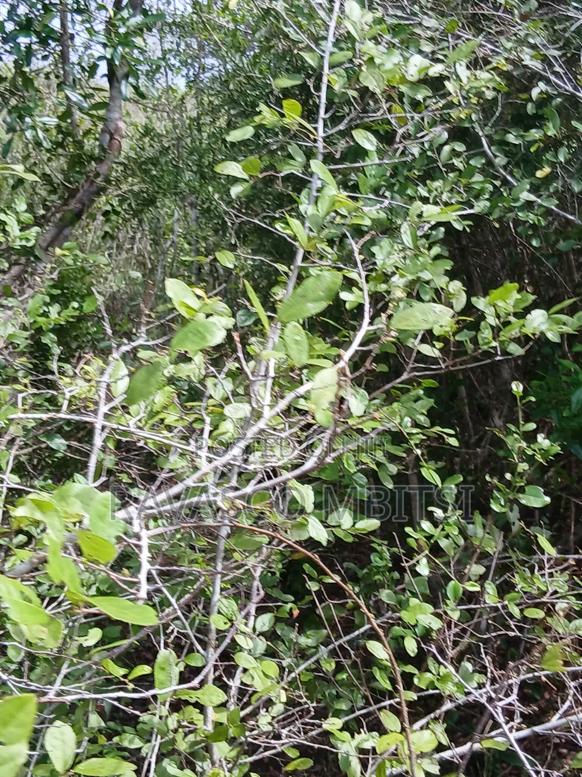 90 Acres Forsale in Malindi Fundisa