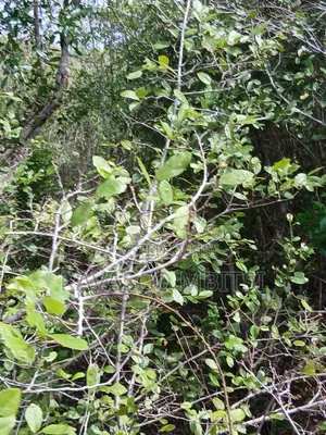 90 Acres Forsale in Malindi Fundisa
