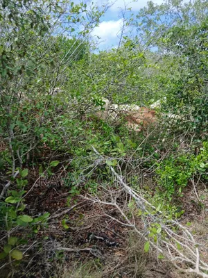 7 Acres Forsale in Malindi Boreshingwaya