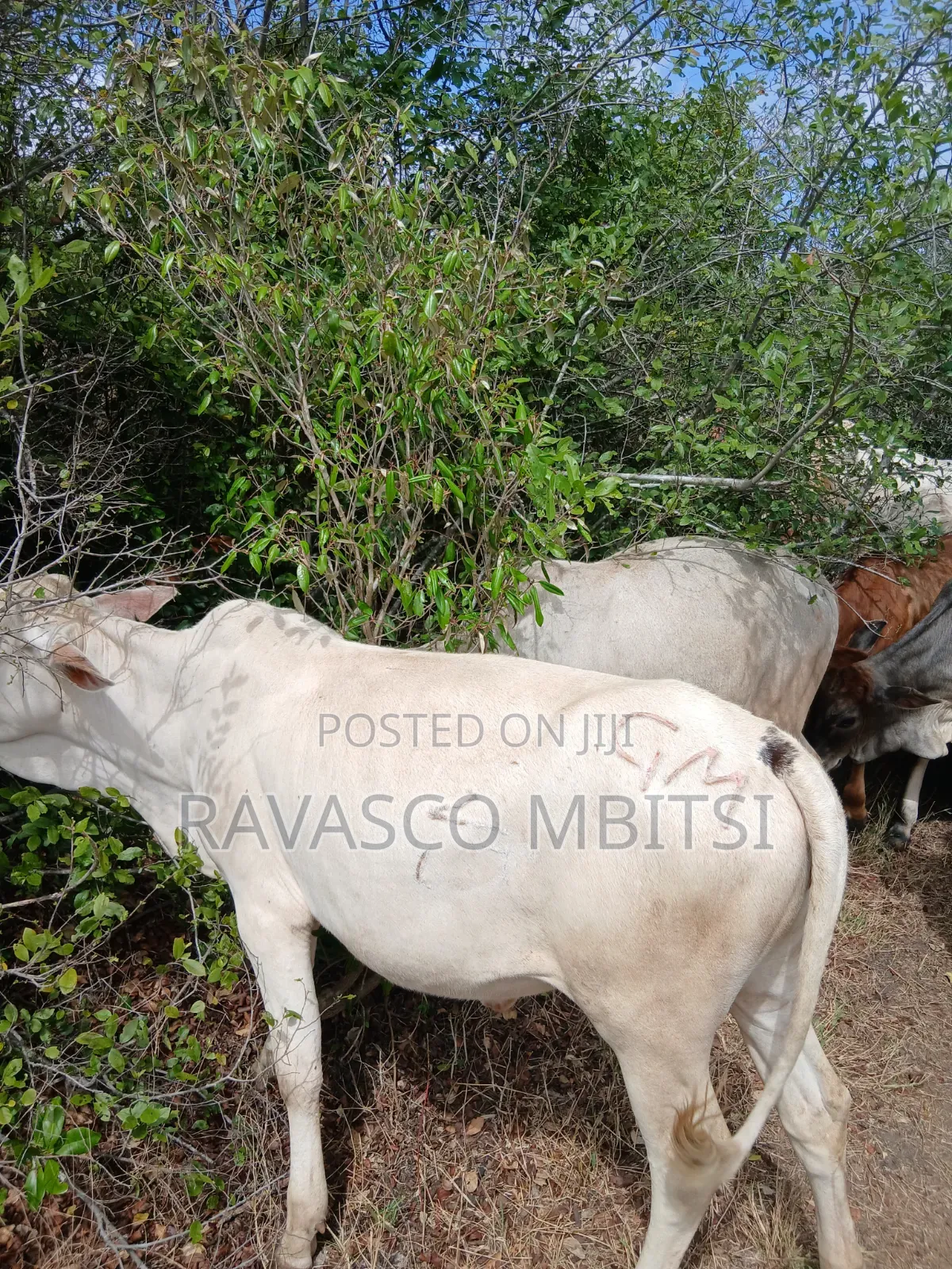 7 Acres Forsale in Malindi Boreshingwaya