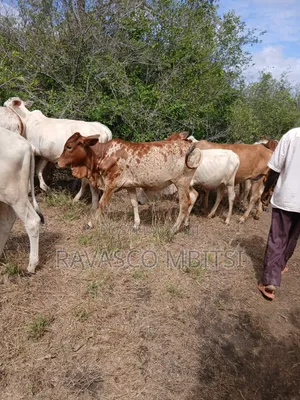 7 Acres Forsale in Malindi Boreshingwaya