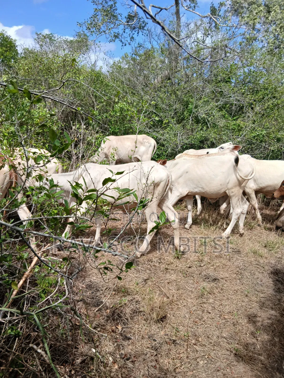 7 Acres Forsale in Malindi Boreshingwaya