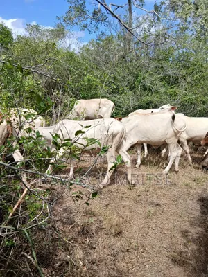 7 Acres Forsale in Malindi Boreshingwaya