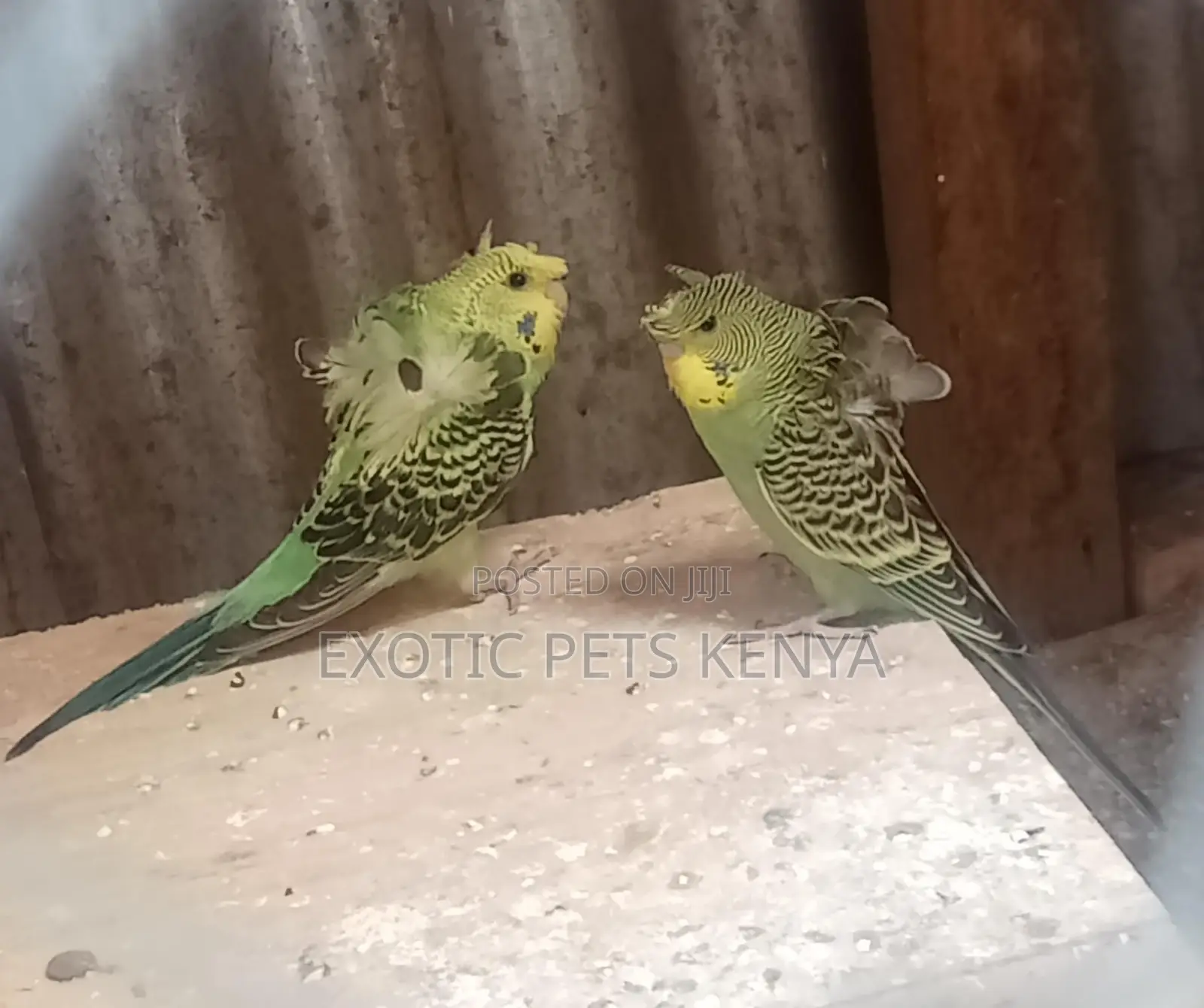 Green Flower Budgies