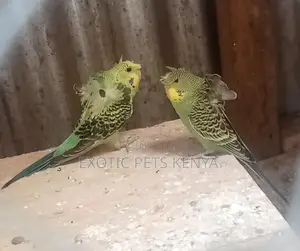 Green Flower Budgies