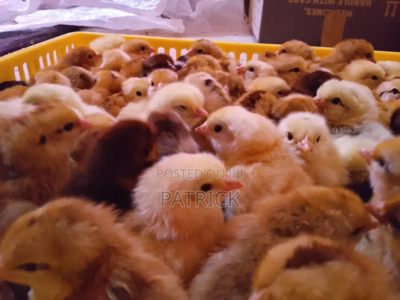 Improved Kienyeji Chicks