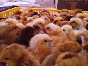 Improved Kienyeji Chicks