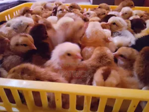 Improved Kienyeji Chicks