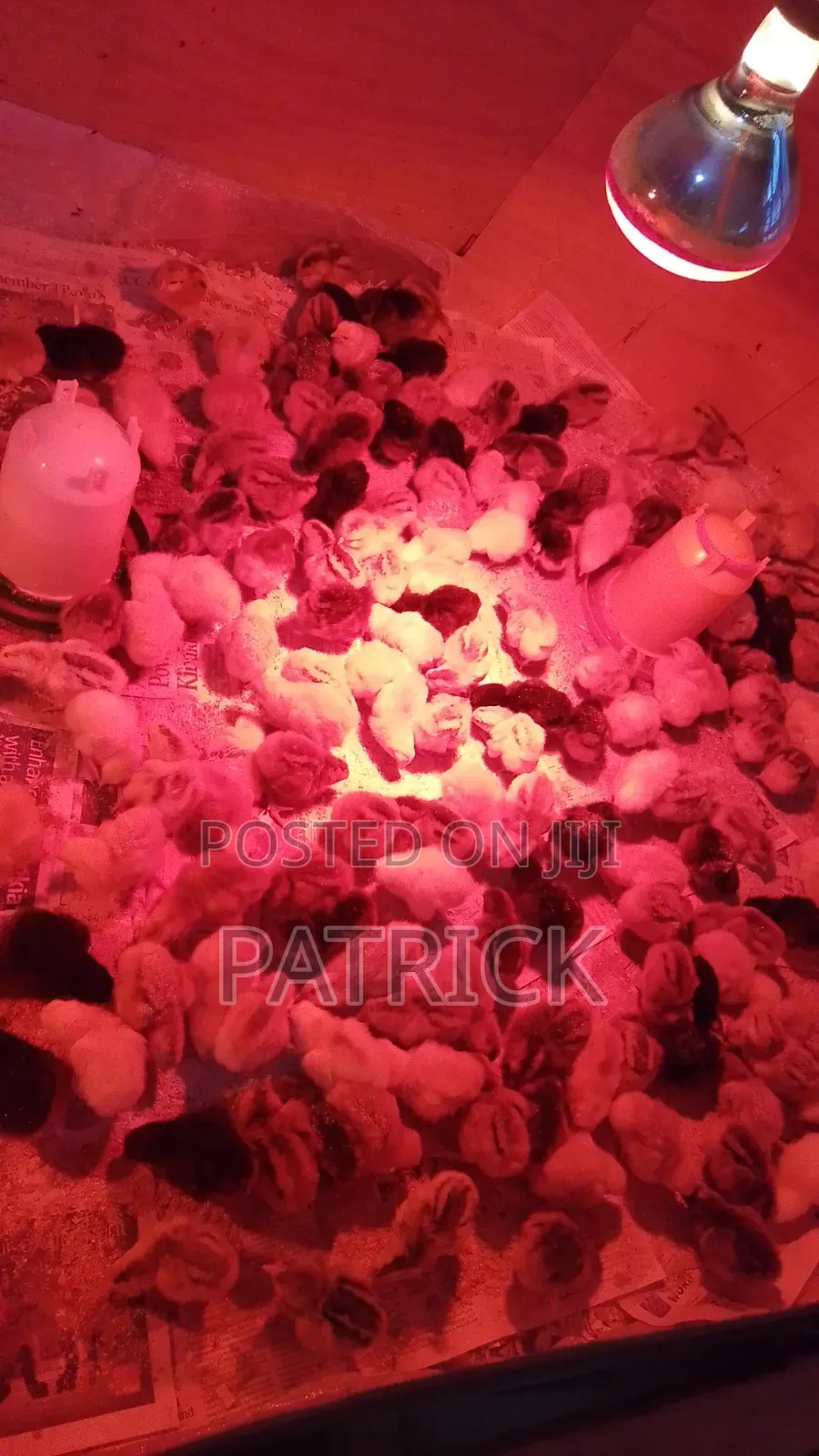 Improved Kienyeji Chicks